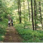 Trail on the Orchard Glen property of the Wallingford Land Trust, which has 12 properties, totaling more than 200 acres open to the public for hiking and cross-country skiing